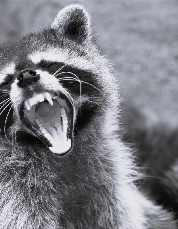 Friday Happy Hour: Angry Raccoon Edition