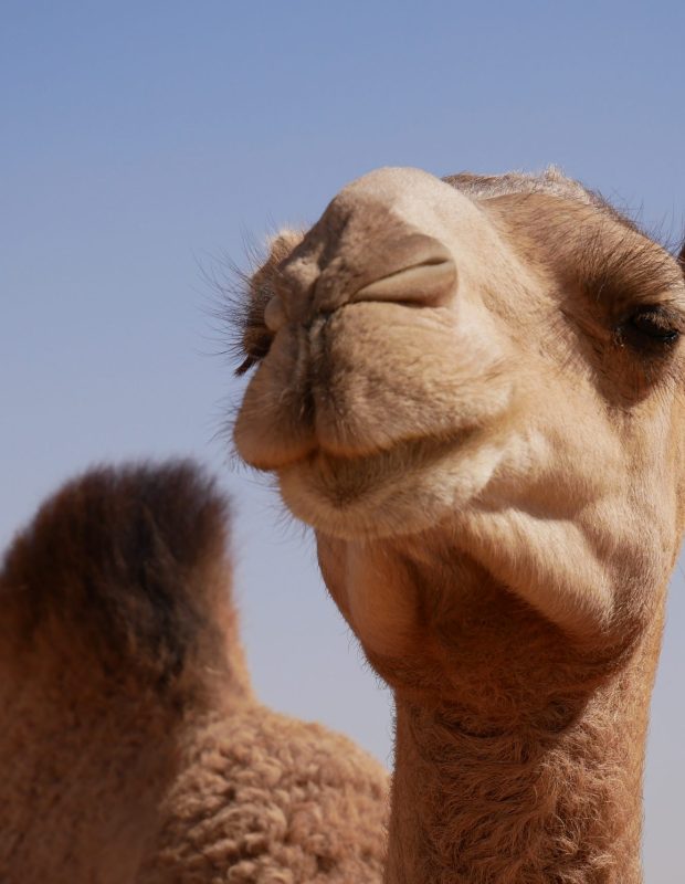 Friday Happy Hour: Camel Edition