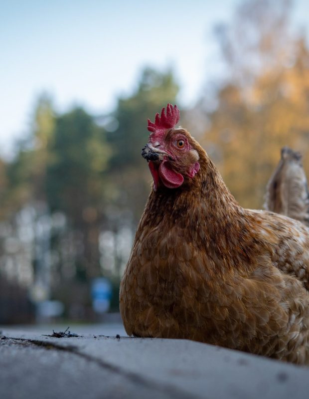 Friday Happy Hour: Pentagon Chicken Edition