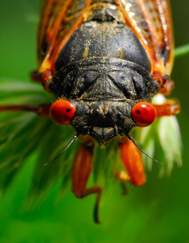 Friday Happy Hour: Cicada Snack Experts Edition