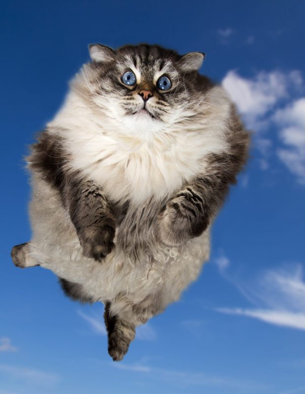 Friday Happy Hour: Flying Cat Edition