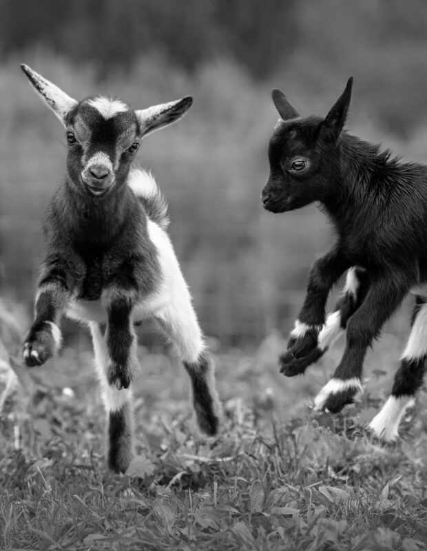 Friday Happy Hour:  Goat on the Run Edition