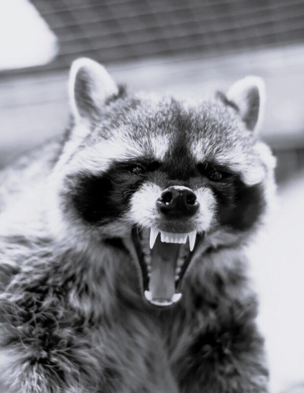 Friday Happy Hour: Aggressive Raccoon Edition