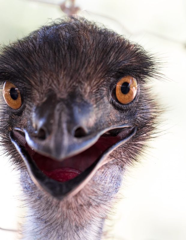 Friday Happy Hour: The Bad Emu Edition