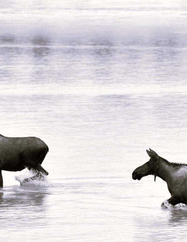 Friday Happy Hour: Pool Moose Edition