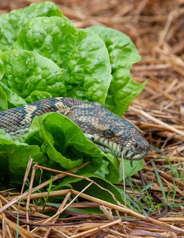Friday Happy Hour: Salad Snake Edition