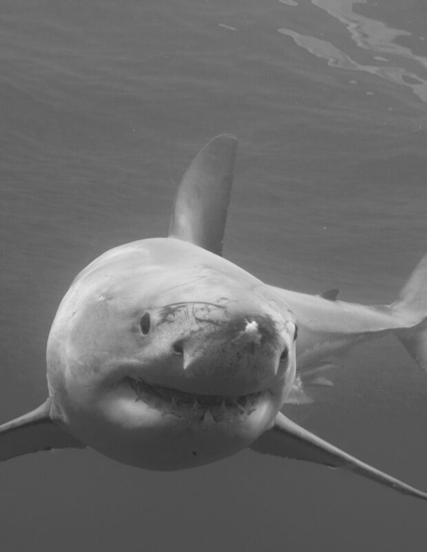 Friday Happy Hour: Cocaine Shark Edition