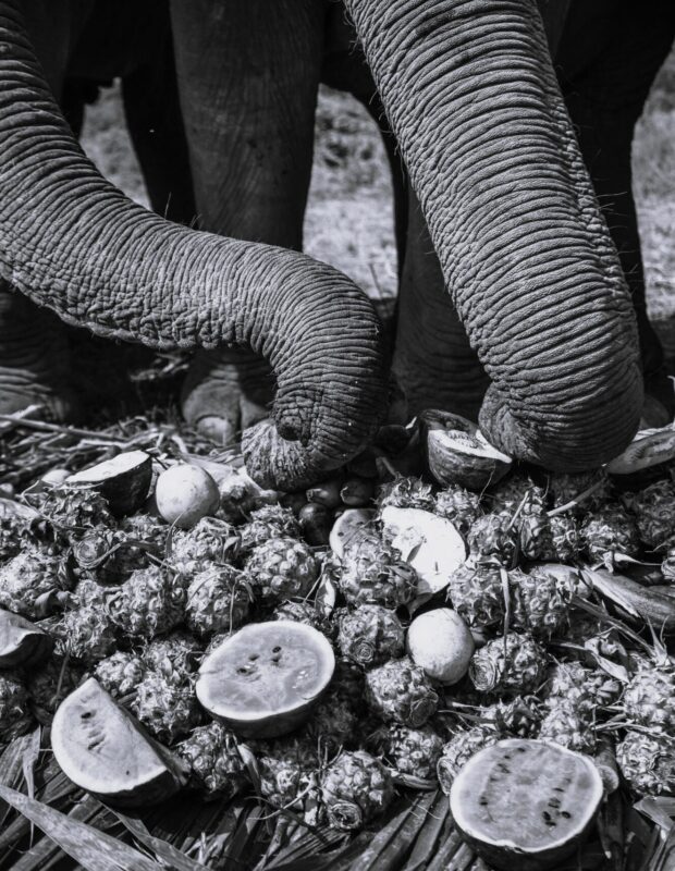 Friday Happy Hour: Elephant Snacks Edition