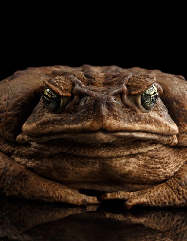 Friday Happy Hour: Toxic Toad Edition
