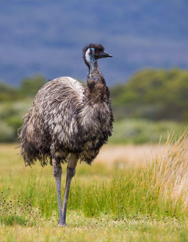 Friday Happy Hour: Emu Edition
