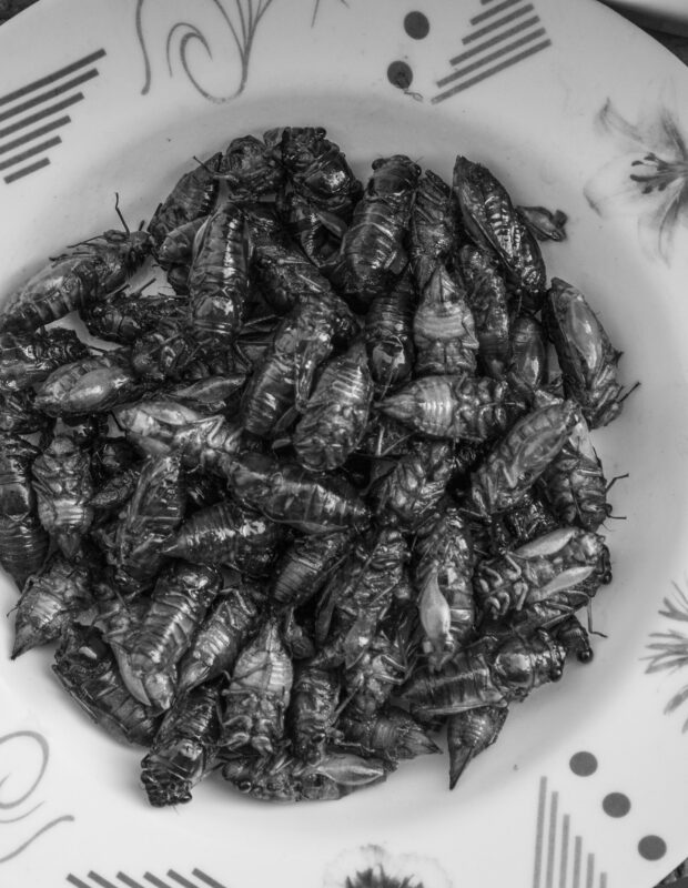 Friday Happy Hour: Cicada Salad Edition