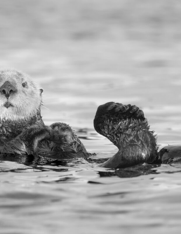 Friday Happy Hour:  Sea Otter Edition