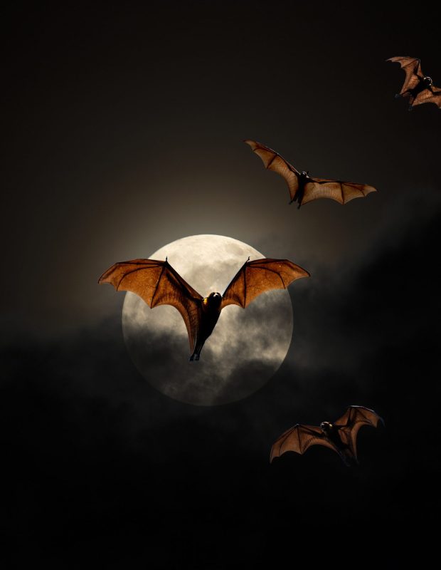 Friday Happy Hour: Vampire Bat Edition