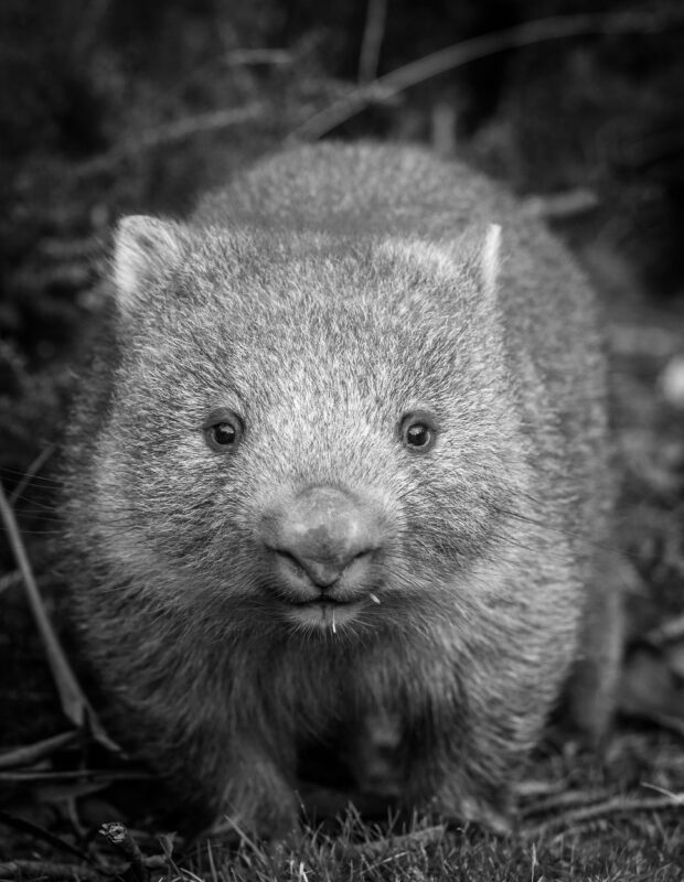 Friday Happy Hour:  Wombat Edition